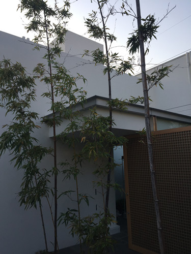 對話佐佐木葉二大師:展現(xiàn)看不見的自然