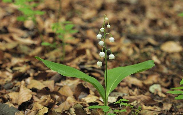 風鈴草——花量大,氣味香甜,花漂亮