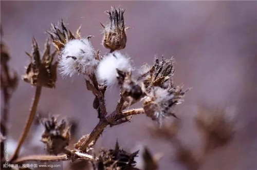 這些瀕危植物在鄂爾多斯花開山間、連綿不絕