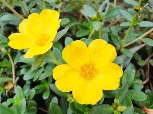 這些瀕危植物在鄂爾多斯花開山間、連綿不絕