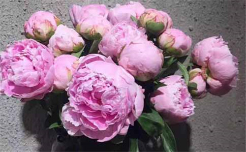 五月的“花神”——芍藥鮮切花 令人心曠神怡