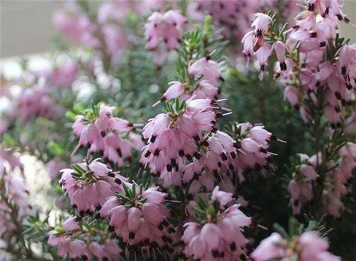 歐石楠——花朵漂亮高雅，花期長