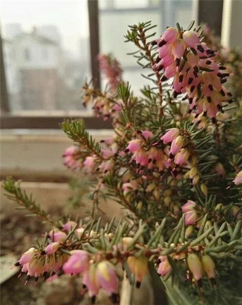 歐石楠——花朵漂亮高雅，花期長