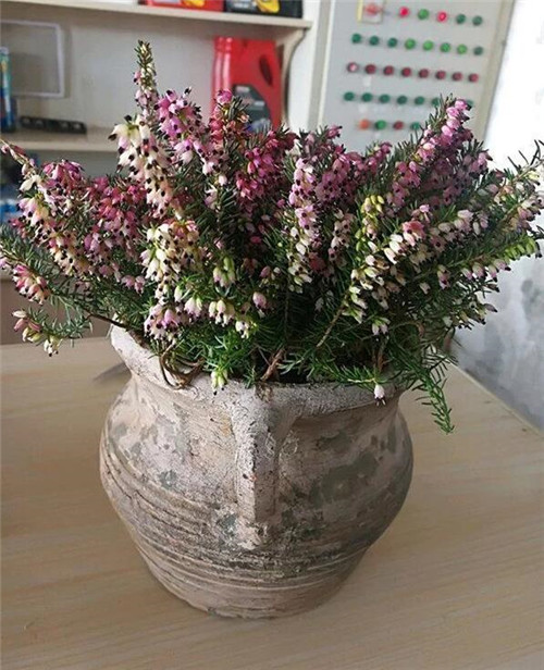 歐石楠——花朵漂亮高雅，花期長