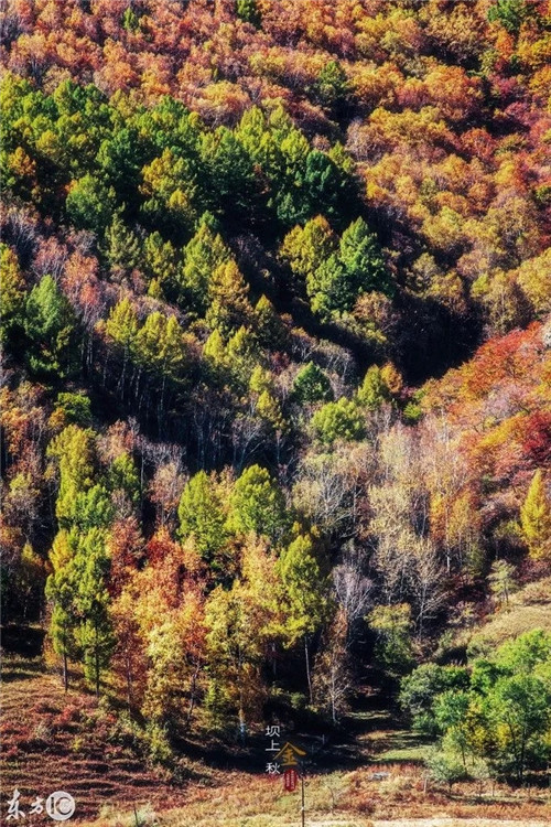 北方最大的森林公園——塞罕壩森林公園