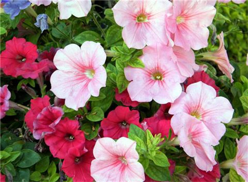 這8種夏天開花植物，越曬太陽，開花越猛