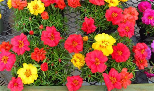 這8種夏天開花植物，越曬太陽，開花越猛