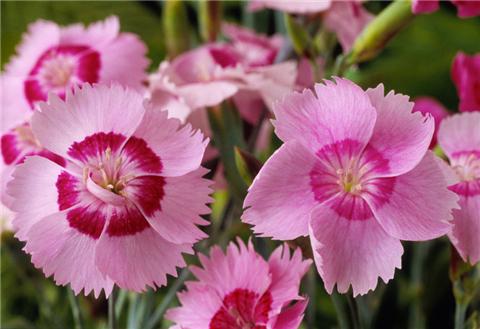 這8種夏天開花植物，越曬太陽，開花越猛