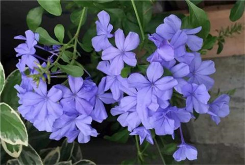 這8種夏天開花植物，越曬太陽，開花越猛