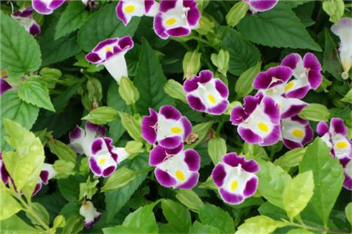 這8種夏天開花植物，越曬太陽，開花越猛