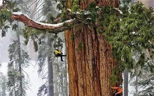 世界最高的樹木，至今生長原因成謎