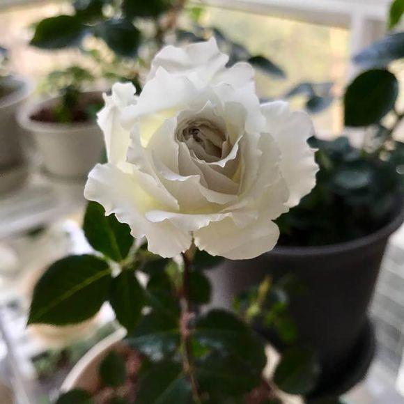 最香的盆栽花卉，花朵特別，花色素雅