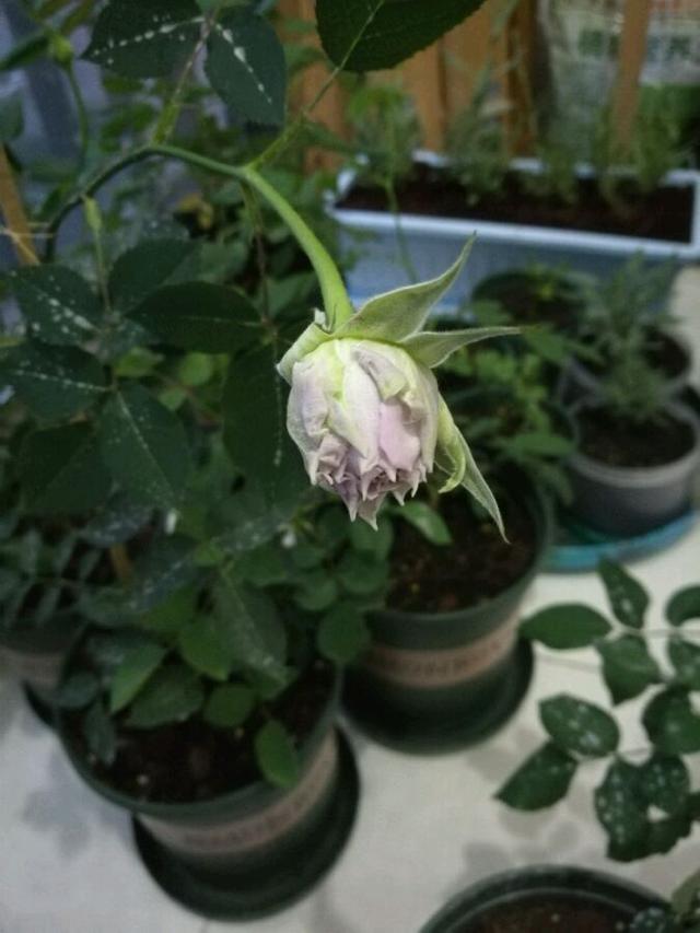 最香的盆栽花卉，花朵特別，花色素雅