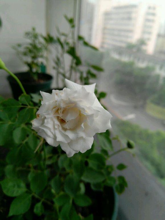 最香的盆栽花卉，花朵特別，花色素雅