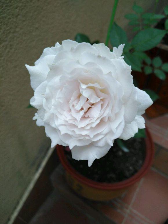 最香的盆栽花卉，花朵特別，花色素雅