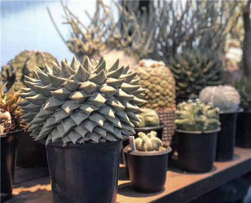 日本人對于瀕危植物的關注度遠高于櫻花