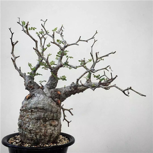 日本人對于瀕危植物的關注度遠高于櫻花