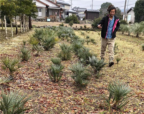 日本人對于瀕危植物的關注度遠高于櫻花