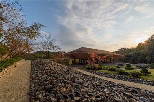 日本人對于瀕危植物的關注度遠高于櫻花