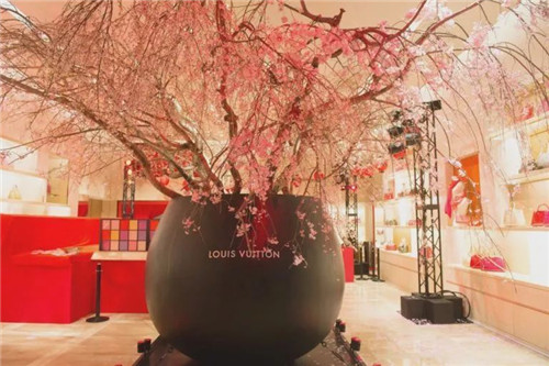 日本人對于瀕危植物的關注度遠高于櫻花