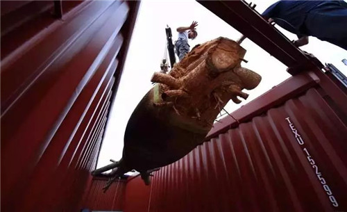 日本人對于瀕危植物的關注度遠高于櫻花