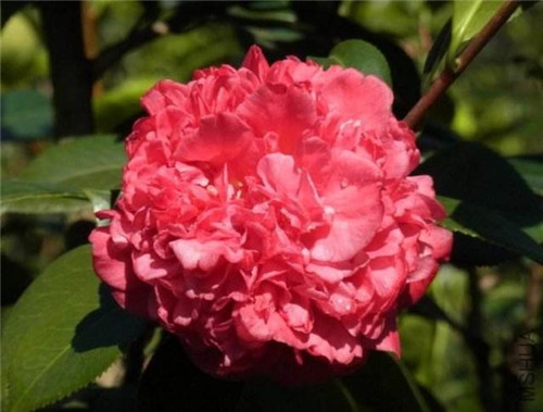 比香水還香的盆栽花卉,花色艷麗,花徑極大