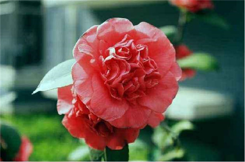 比香水還香的盆栽花卉,花色艷麗,花徑極大