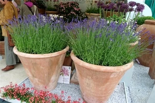 有意境的“花園設計”,讓人醉