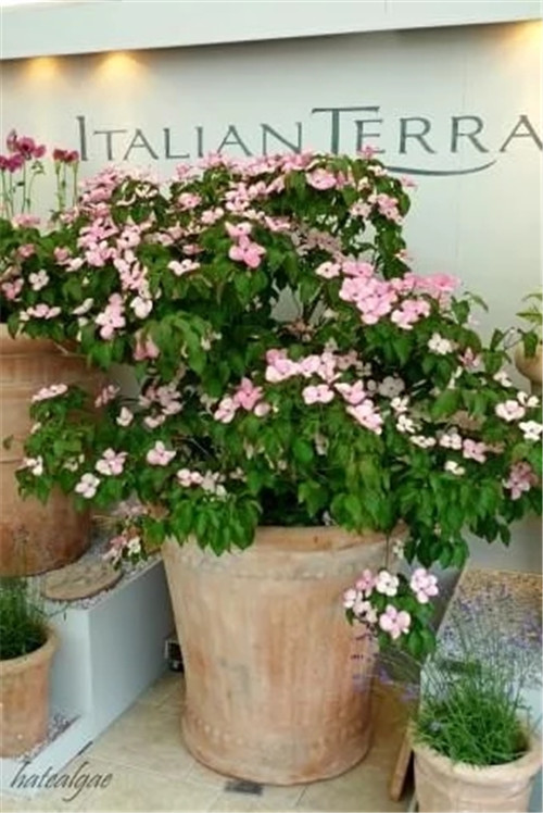 有意境的“花園設計”,讓人醉