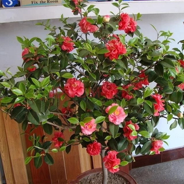 常見的旺家花卉，家里有嗎