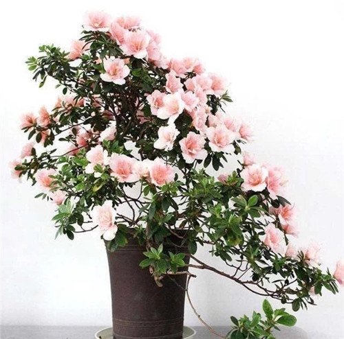 常見的旺家花卉，家里有嗎