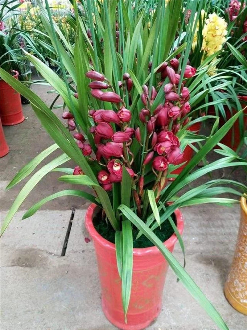 常見的旺家花卉，家里有嗎