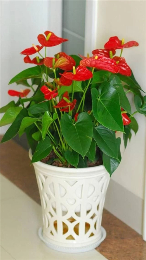 常見的旺家花卉，家里有嗎