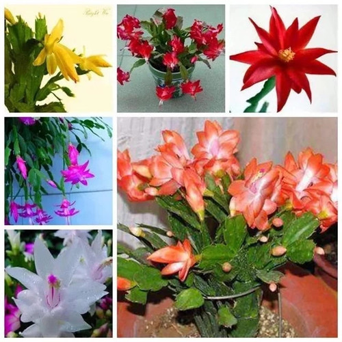 常見的旺家花卉，家里有嗎