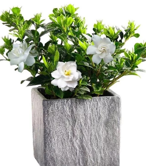 常見的旺家花卉，家里有嗎