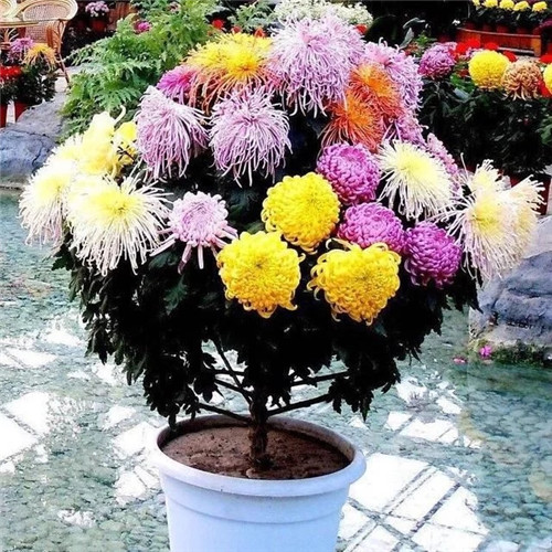 常見的旺家花卉，家里有嗎