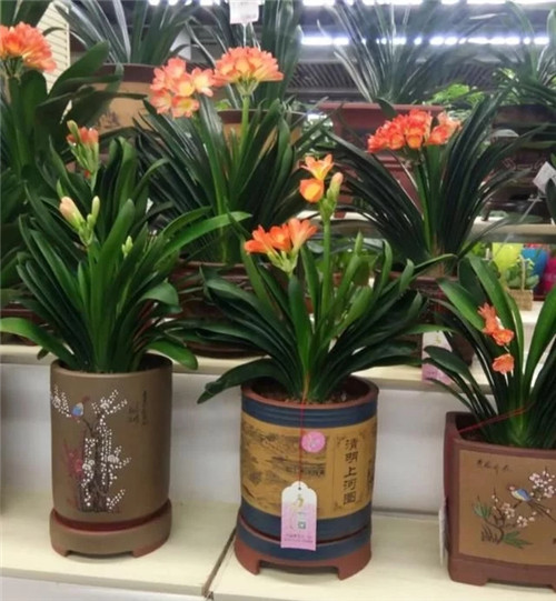 常見的旺家花卉，家里有嗎