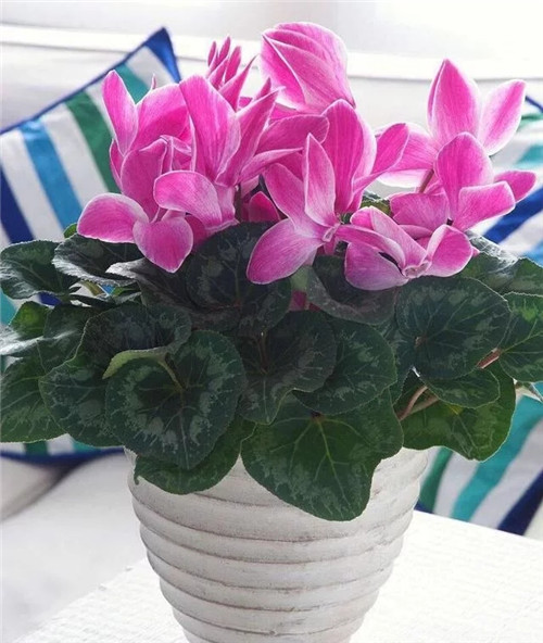 常見的旺家花卉，家里有嗎