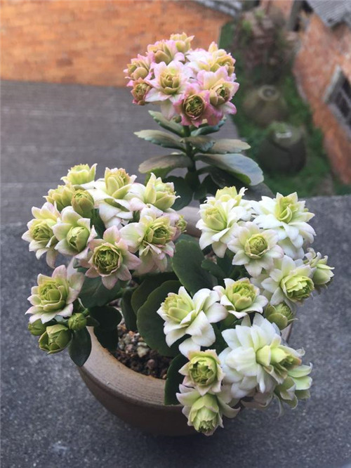 最值得入手的盆栽花，曾獲世界花卉大獎