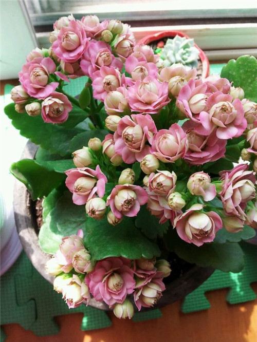 最值得入手的盆栽花，曾獲世界花卉大獎