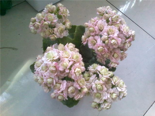 最值得入手的盆栽花，曾獲世界花卉大獎