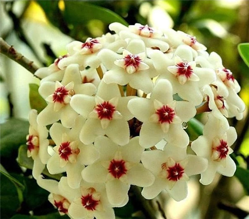 農村這種野花外形像花球, 不但珍貴而且催乳