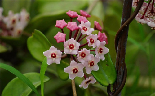 農村這種野花外形像花球, 不但珍貴而且催乳
