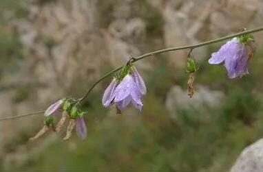 秦嶺沙參、太白米、太白柴胡、天麻
