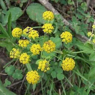 秦嶺沙參、太白米、太白柴胡、天麻