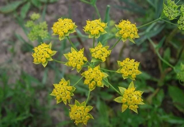 秦嶺沙參、太白米、太白柴胡、天麻