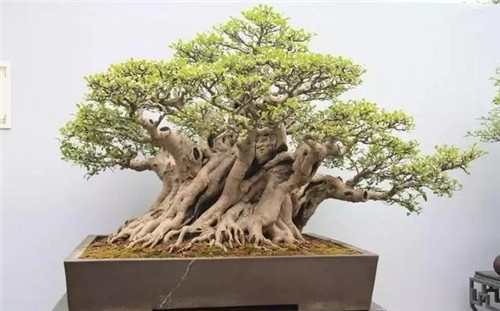 養活盆栽花卉關鍵步驟:定根水