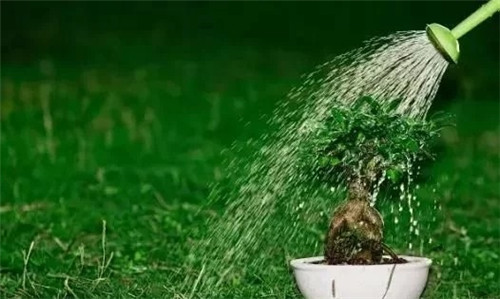 養活盆栽花卉關鍵步驟:定根水