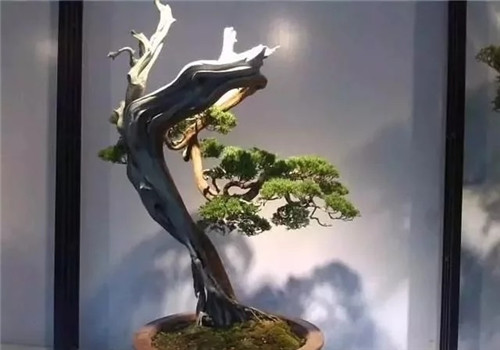 養活盆栽花卉關鍵步驟:定根水