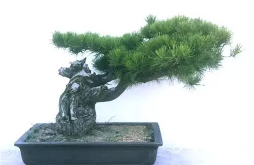 養活盆栽花卉關鍵步驟:定根水